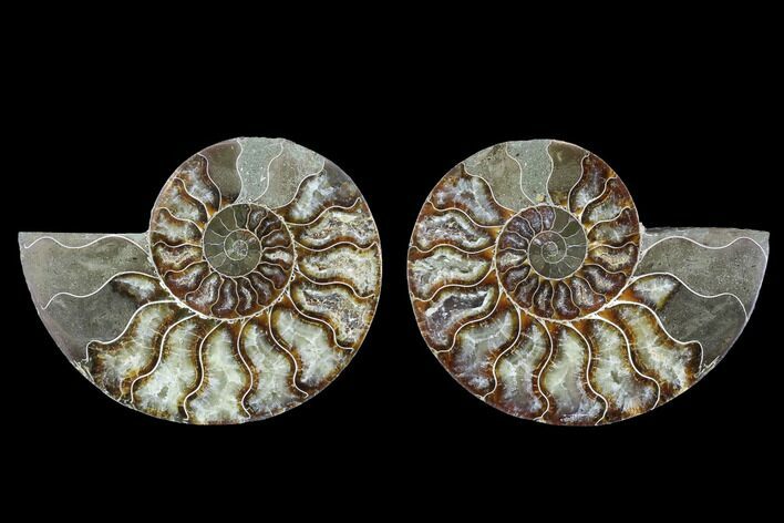 Cut & Polished Ammonite Fossil - Agatized #88215